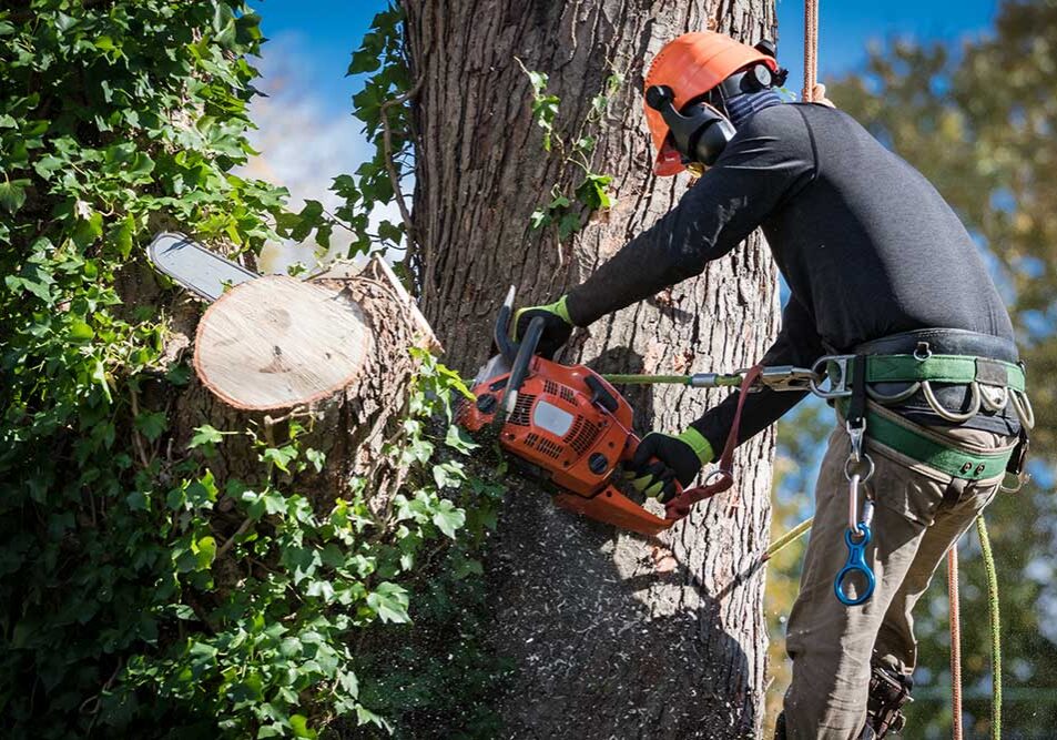 I will trim or remove trees on your property - Image 1